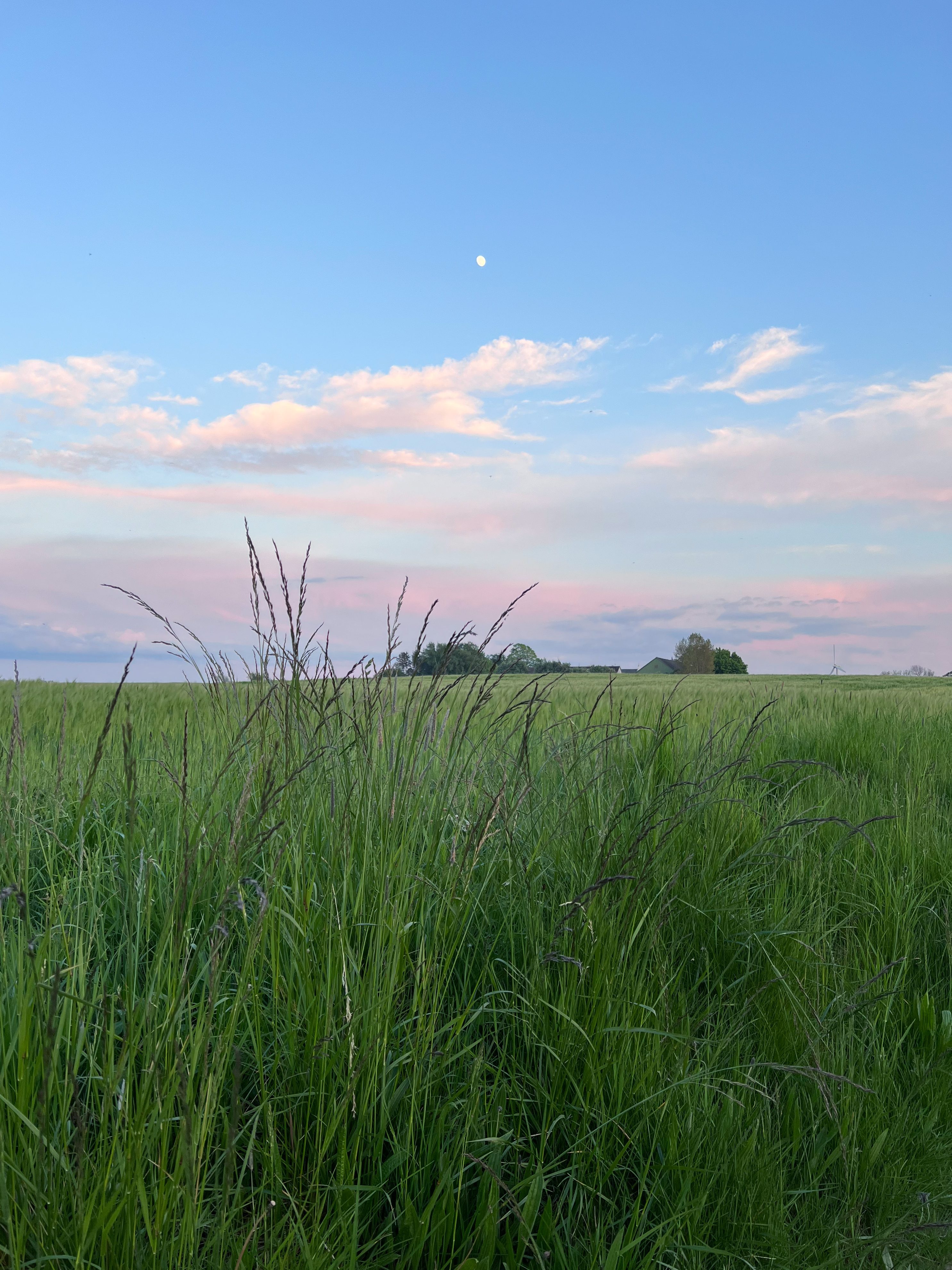 IMG_8660-aspect-ratio-1033-1378