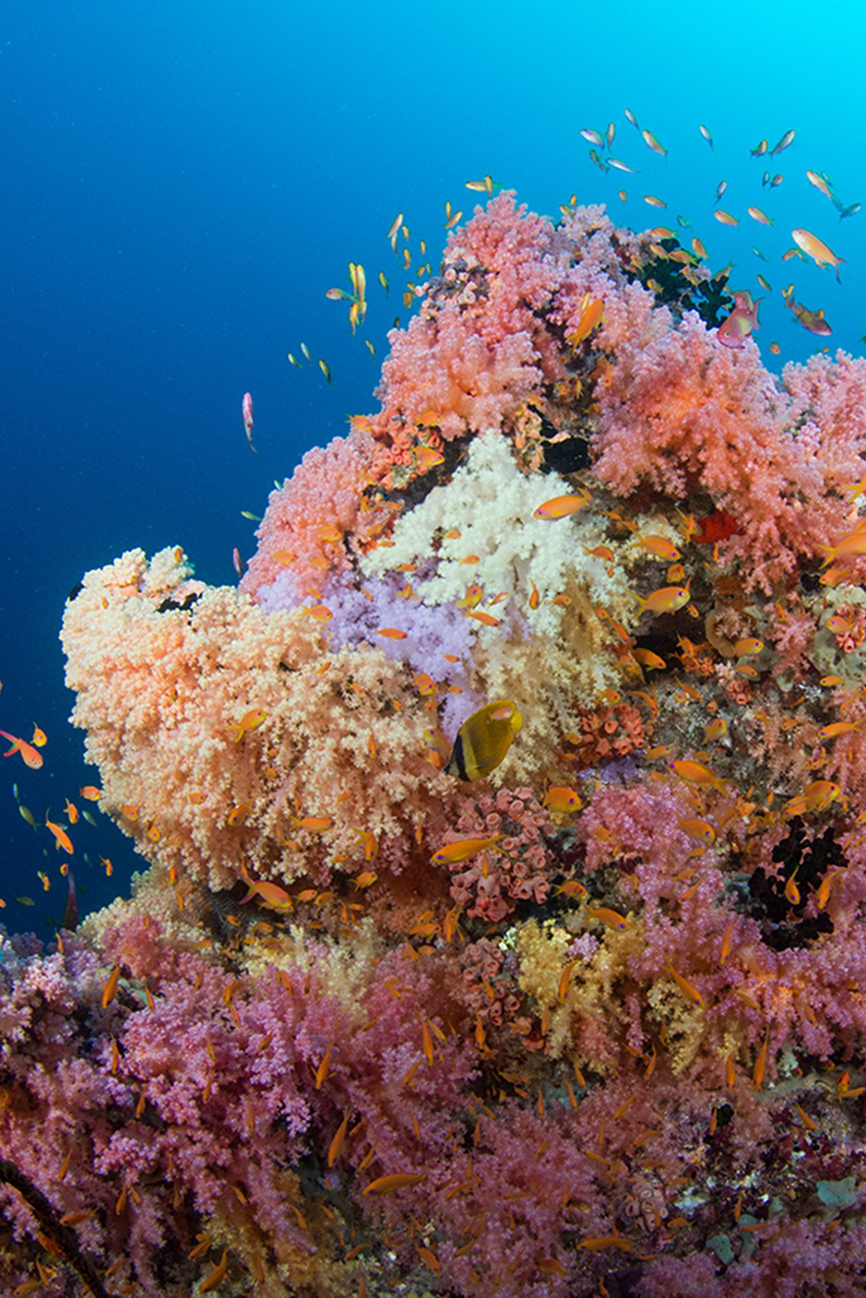 Manta-Trust-6-aspect-ratio-1251-1875