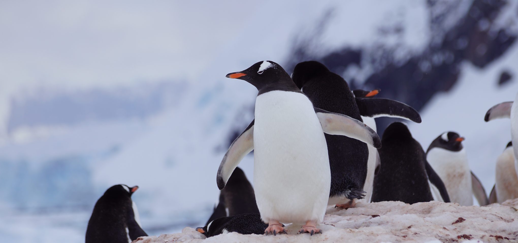 DSC06310-aspect-ratio-2040-957