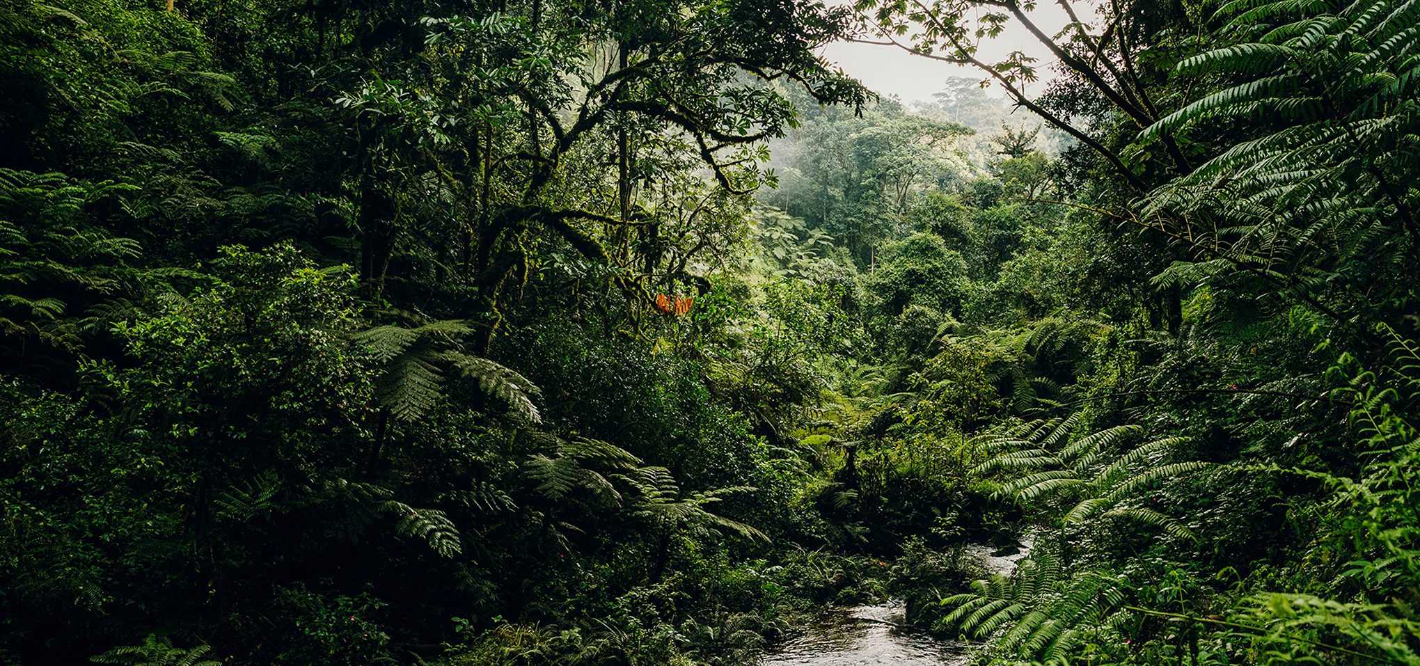 NH_OO_Activities_Waterfall_Trek_0076_MASTER-aspect-ratio-2040-957