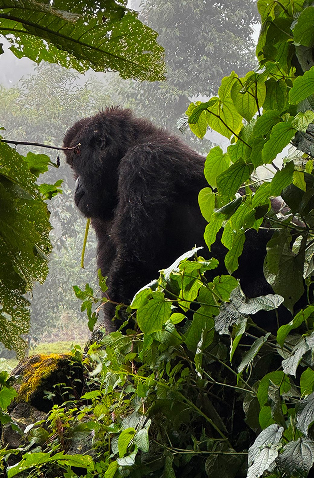 Gorilla