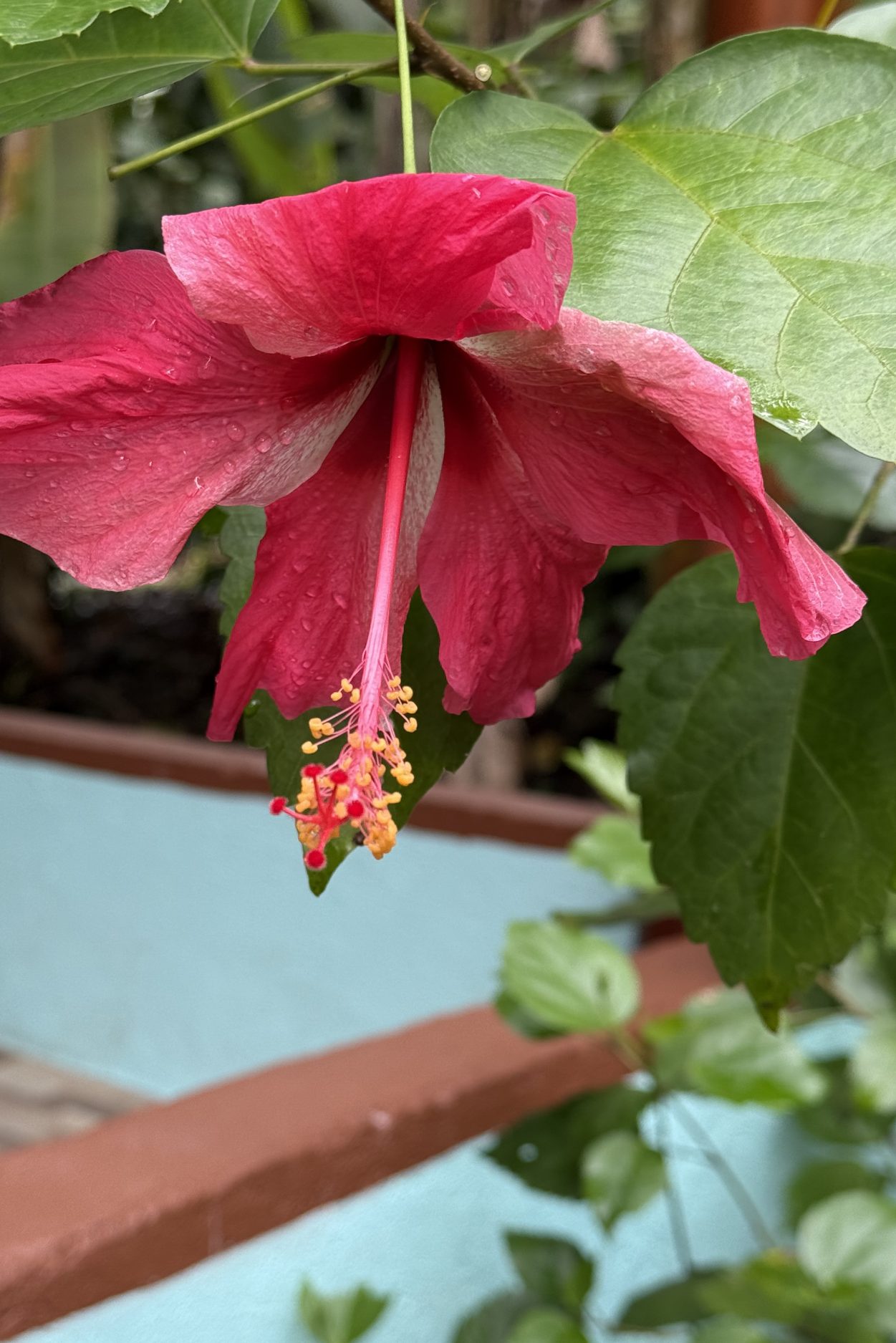 IMG_0336-aspect-ratio-1251-1875