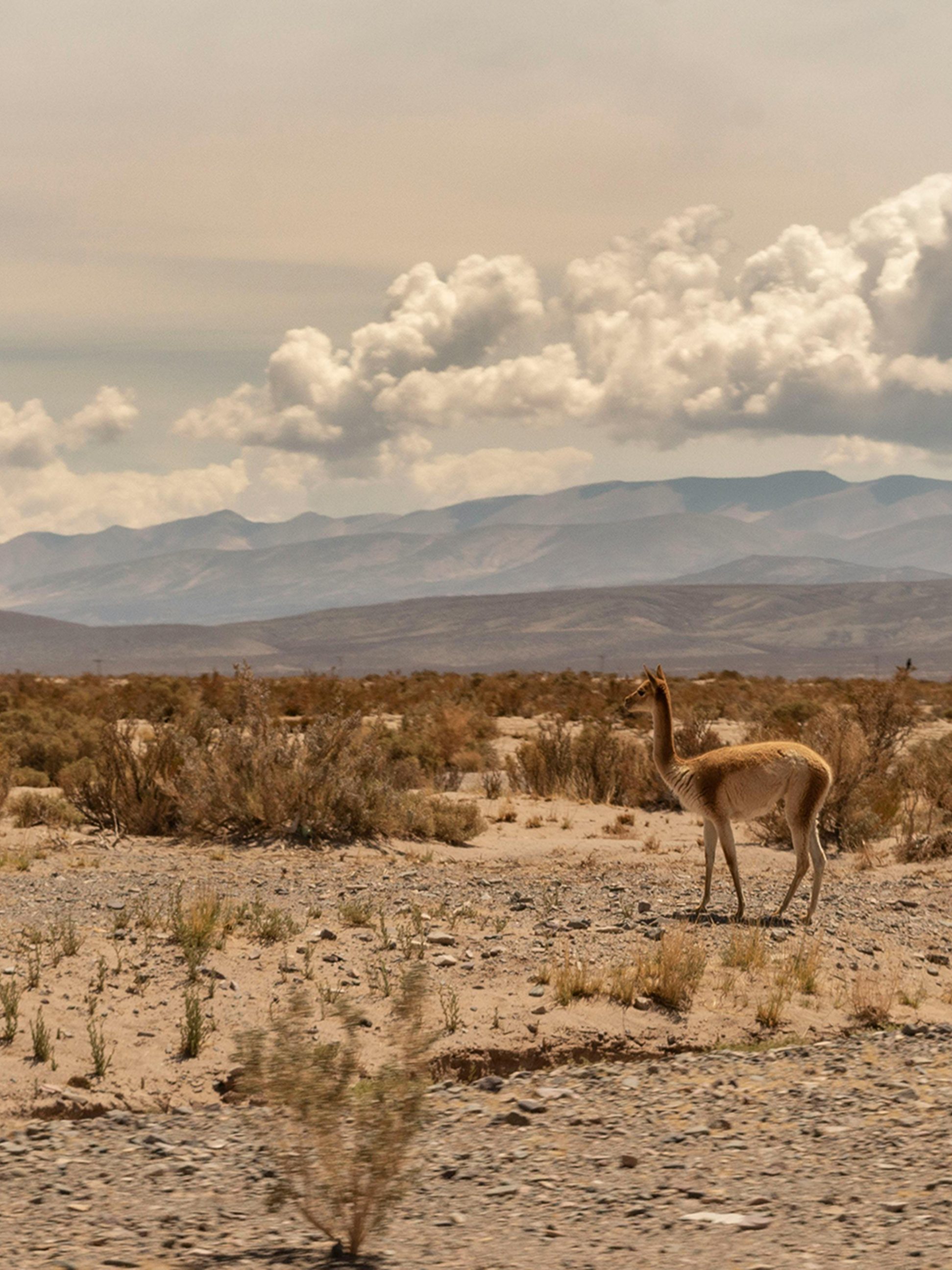 pexels-aldys-cattania-164969680-13457173-1-1-aspect-ratio-1033-1378