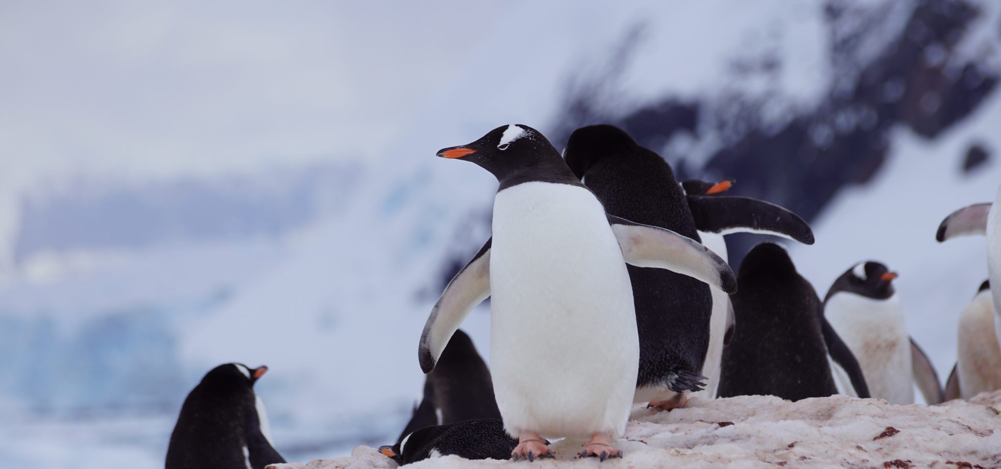 DSC06310-aspect-ratio-2040-957